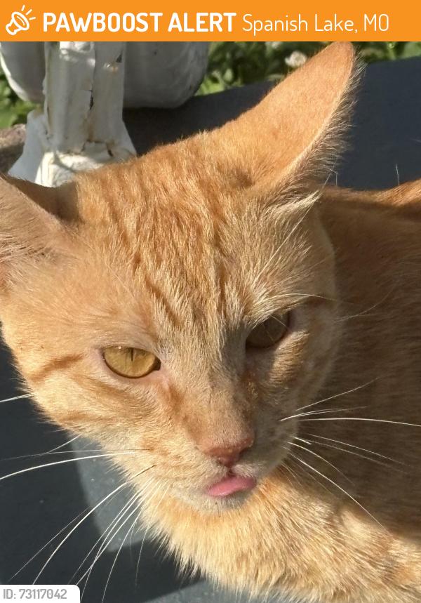 Found/Stray Male Cat last seen Raymond Ave, Spanish Lake, MO 63138