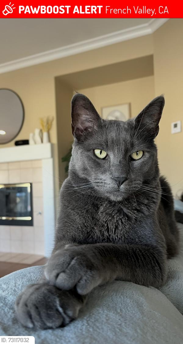Lost Male Cat last seen Cloche Dr / McCartney Dr / Tulette Ln, French Valley, CA 92596