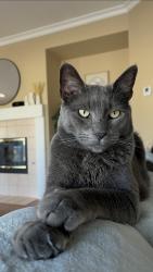 Lost Male Cat last seen Cloche Dr / McCartney Dr / Tulette Ln, French Valley, CA 92596