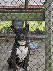 Found/Stray Male Dog last seen KITLEY RD AND TROY AVE, Indianapolis, IN 46239