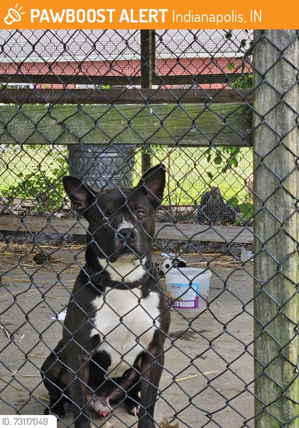Found/Stray Male Dog last seen KITLEY RD AND TROY AVE, Indianapolis, IN 46239