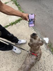 Reunited Male Dog last seen Pacific Street & Oliver Street, Newark, NJ 07108