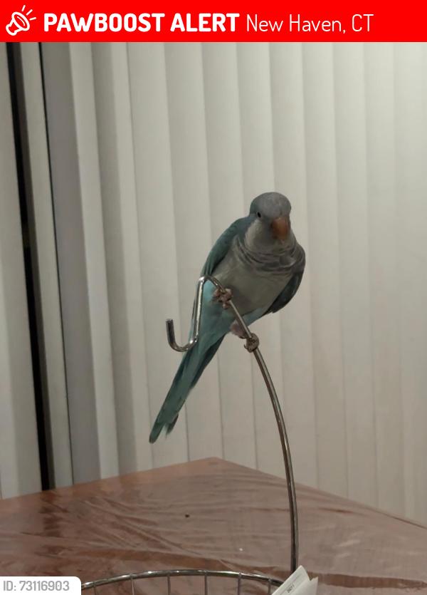 Lost Male Bird last seen Townehouse Road near mix Ave, New Haven, CT 06515