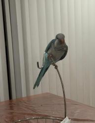 Lost Male Bird last seen Townehouse Road near mix Ave, New Haven, CT 06515