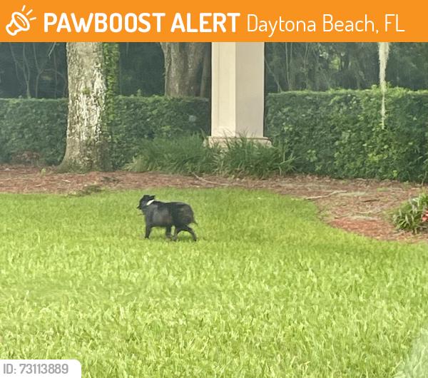 Found/Stray Unknown Dog last seen Tomoka Farms and LPGA, Daytona Beach, FL 32124
