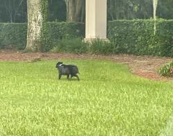 Found/Stray Unknown Dog last seen Tomoka Farms and LPGA, Daytona Beach, FL 32124