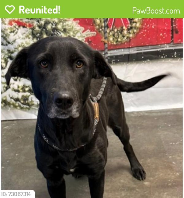 Reunited Female Dog last seen Spout Springs Rd and Lake Sterling Blvd, Flowery Branch, GA 30542