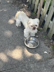 Found/Stray Unknown Dog last seen Pleasant Run North and State Ave, Indianapolis, IN 46203
