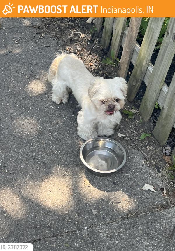 Found/Stray Unknown Dog last seen Pleasant Run North and State Ave, Indianapolis, IN 46203