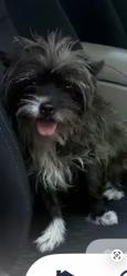 Lost Female Dog last seen Near y 84, Miami, FL 33155