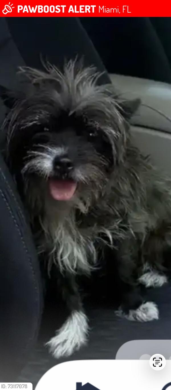Lost Female Dog last seen Near y 84, Miami, FL 33155