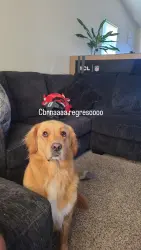 Reunited Female Dog last seen Galaxia Dr 79928, Horizon City, TX 79928
