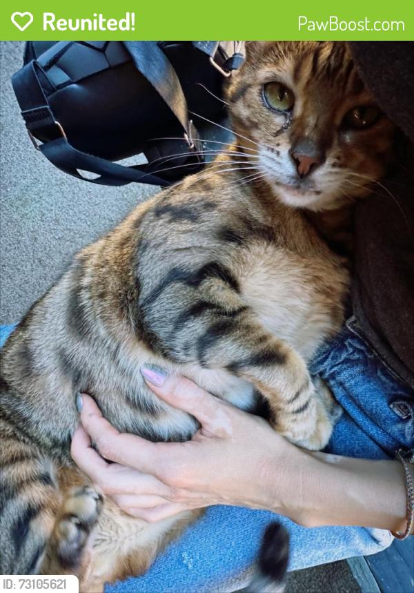 Reunited Female Cat last seen Tennyson and Glad Tidings, Hayward, CA 94544
