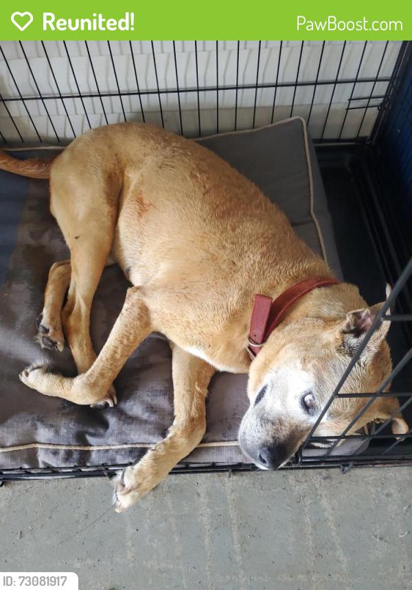 Reunited Female Dog last seen Stewart Gin Road, Pickens County, SC 29657