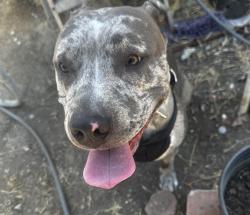 Reunited Female Dog last seen West Indian rock, Vista, CA 92083