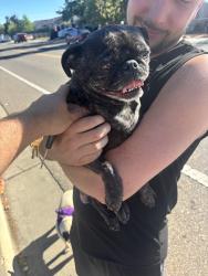 Reunited Female Dog last seen North Avenue and Huron Street, Sacramento, CA 95838