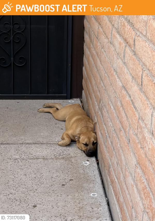Found/Stray Female Dog last seen La Cholka & Overton, Tucson, AZ 85704