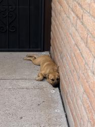 Found/Stray Female Dog last seen La Cholka & Overton, Tucson, AZ 85704