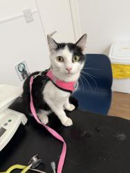 Reunited Female Cat last seen Near West Sq, Greater London, England SE11 4SR