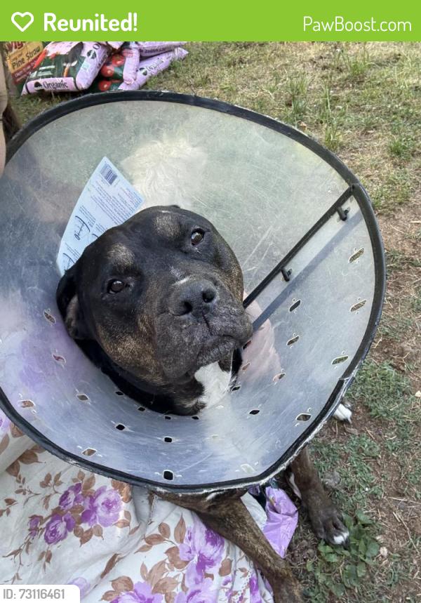Reunited Female Dog last seen Near Lake Rd, Tunnel Hill, GA 30755, USA, Tunnel Hill, GA 30755