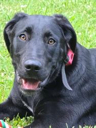 Lost Female Dog last seen Near hogum hollow rd., Roan Mountain, TN 37687