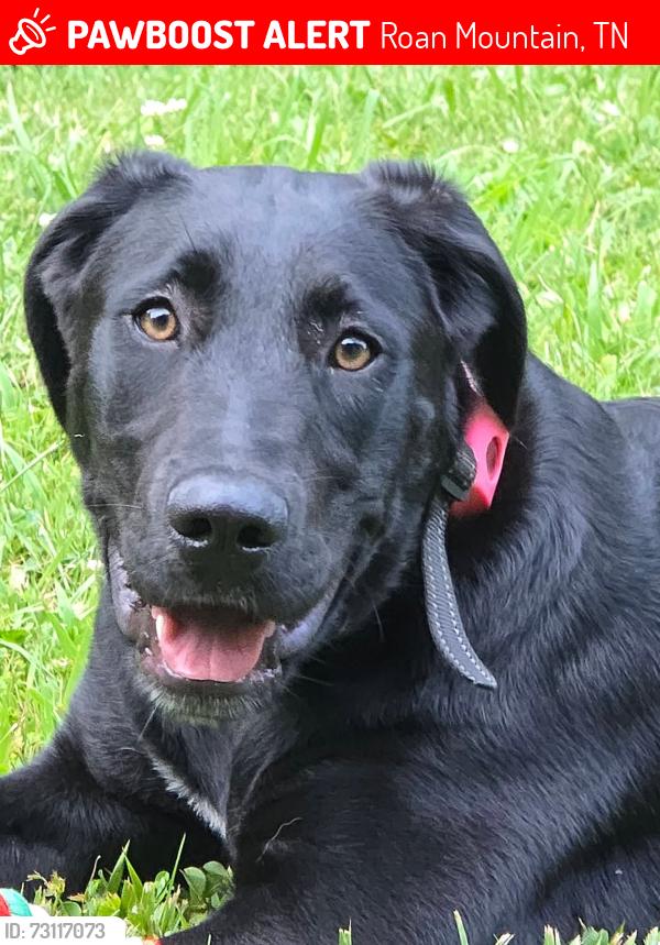 Lost Female Dog last seen Near hogum hollow rd., Roan Mountain, TN 37687