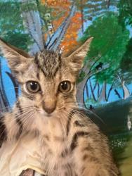 Shelter Stray Female Cat last seen Bexar County, 3353 Morningside Dr, New Braunfels, TX 78132, USA