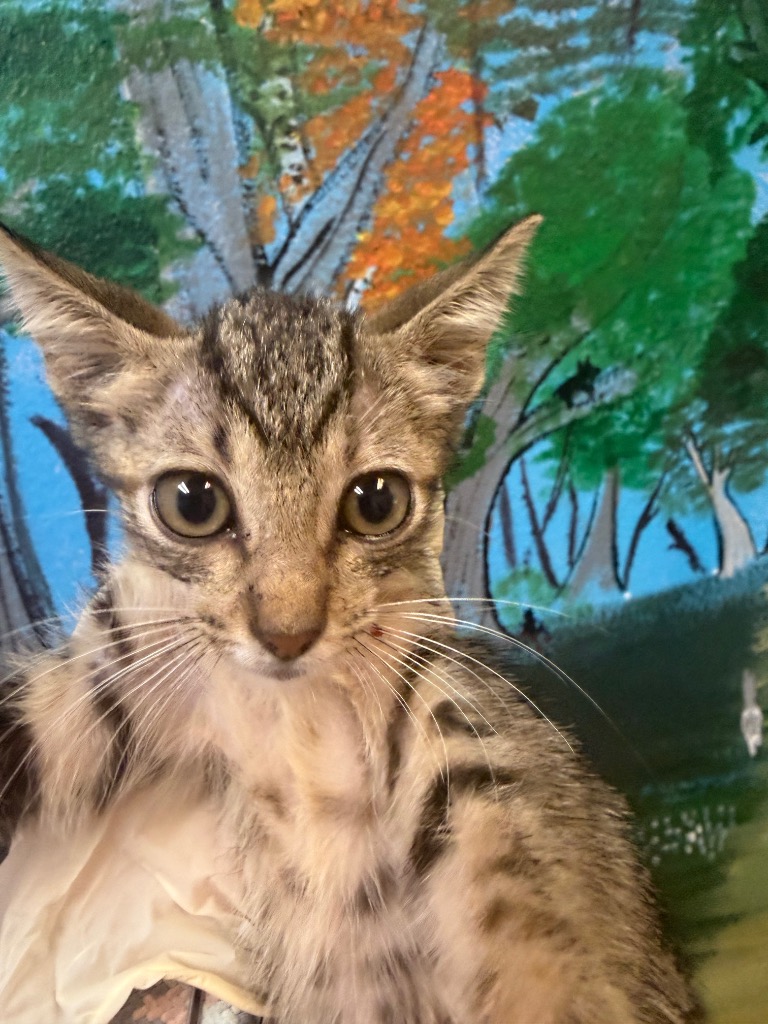 Shelter Stray Female Cat last seen Bexar County, 3353 Morningside Dr, New Braunfels, TX 78132, USA