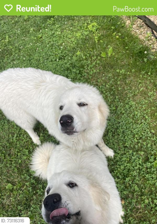 Reunited Female Dog last seen Wadlow Gap, Kingsport, TN 37660
