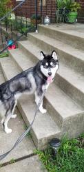 Reunited Male Dog last seen Harry lee ln, Cincinnati, OH 45239