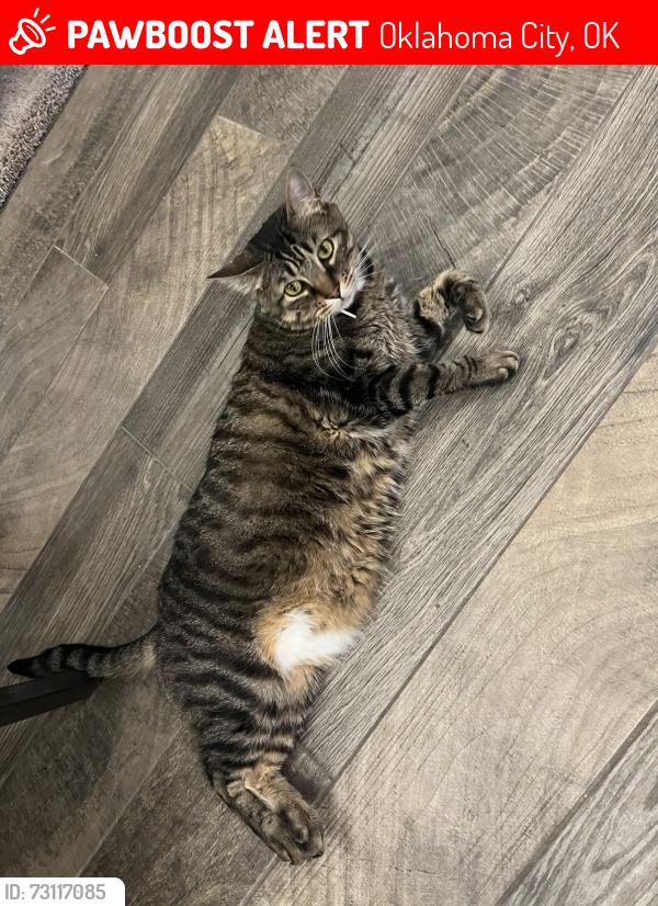 Lost Male Cat last seen SW 44th and S Morgan Rd, Oklahoma City, OK 73179