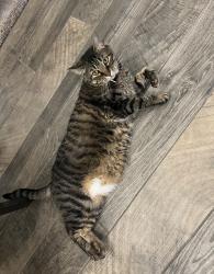 Lost Male Cat last seen SW 44th and S Morgan Rd, Oklahoma City, OK 73179