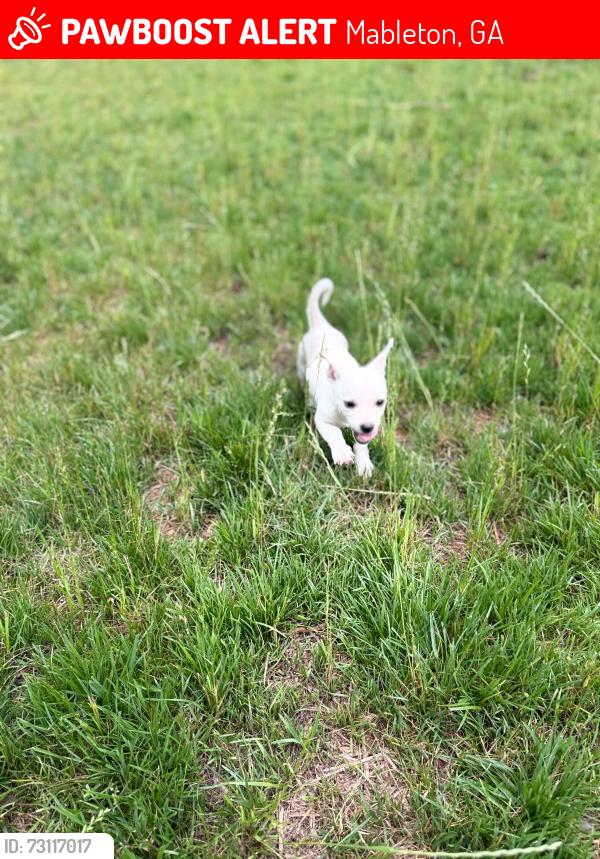 Lost Female Dog last seen Factory Shoals Rd & South Gordon Rd, Mableton, GA 30126