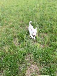 Lost Female Dog last seen Factory Shoals Rd & South Gordon Rd, Mableton, GA 30126