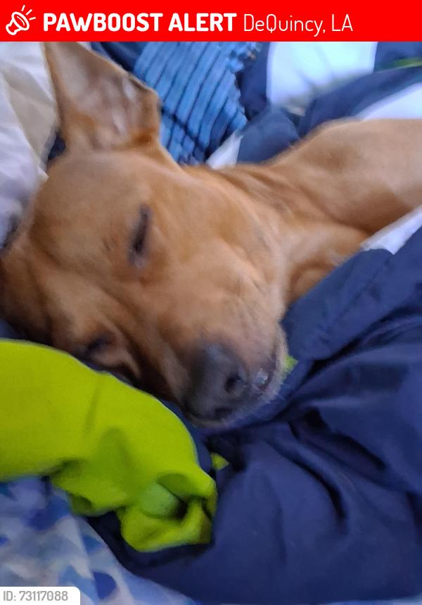 Lost Male Dog last seen Duff by traintracks, DeQuincy, LA 70633