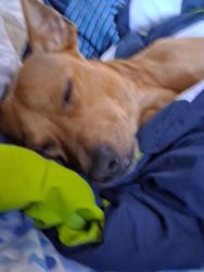 Lost Male Dog last seen Duff by traintracks, DeQuincy, LA 70633
