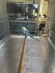 Found/Stray Unknown Bird last seen Ivanell Ave and Nantes Ave., La Puente, CA 91744