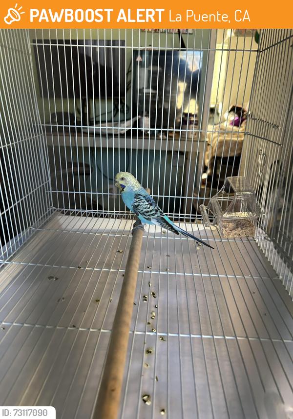 Found/Stray Unknown Bird last seen Ivanell Ave and Nantes Ave., La Puente, CA 91744