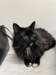 Found/Stray Male Cat last seen Inspire apmts off Emerson Ave S and 28th., Minneapolis, MN 55408