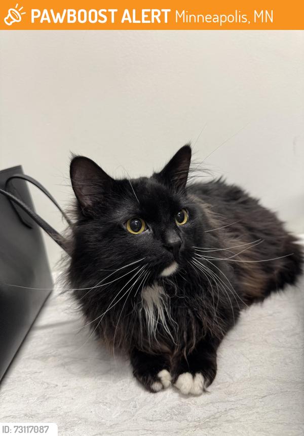 Found/Stray Male Cat last seen Inspire apmts off Emerson Ave S and 28th., Minneapolis, MN 55408