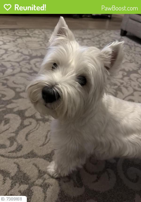 Reunited Male Dog last seen Southpoint and hazelwood, Green Bay, WI 54313