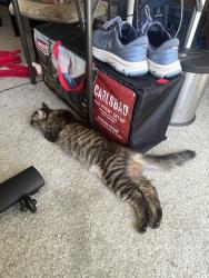 Lost Male Cat last seen Near Barclay Court, Palo Alto, CA 94301
