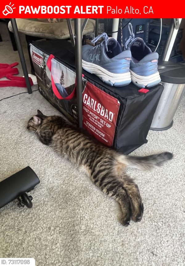 Lost Male Cat last seen Near Barclay Court, Palo Alto, CA 94301
