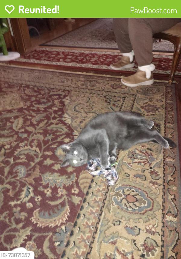 Reunited Male Cat last seen Alabama Ave and Tripoli, Milwaukee, WI 53207