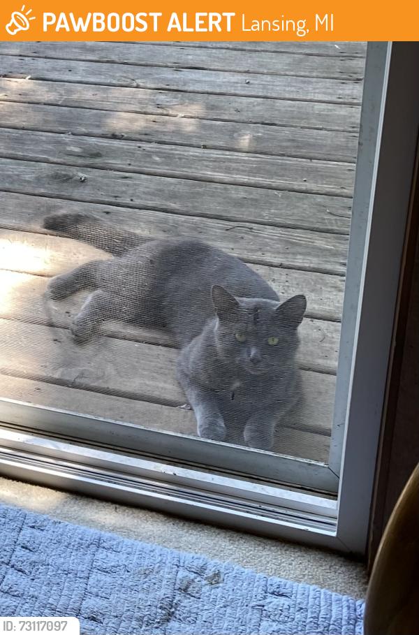 Found/Stray Male Cat last seen Stoneleigh & Solomon, Lansing, MI 48910