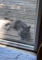 Found/Stray Male Cat last seen Stoneleigh & Solomon, Lansing, MI 48910