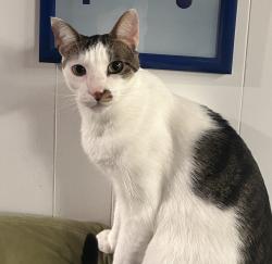 Reunited Male Cat last seen Seafoam Ave in Del Monte Beach, Monterey, CA 93940