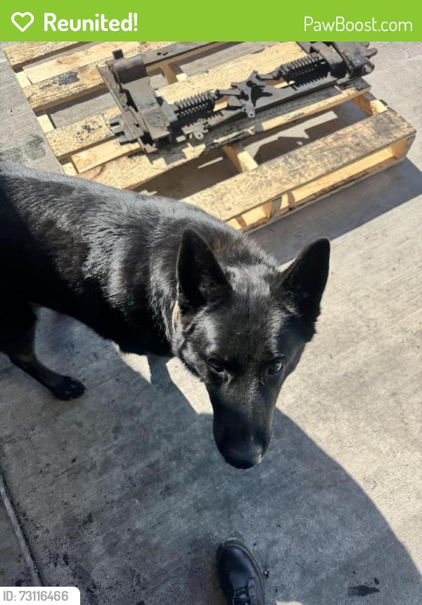Reunited Male Dog last seen Cherry Ave, Fontana, CA 92335