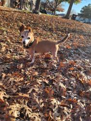 Lost Male Dog last seen Big Wolf Market gas station, San Antonio, TX 78245