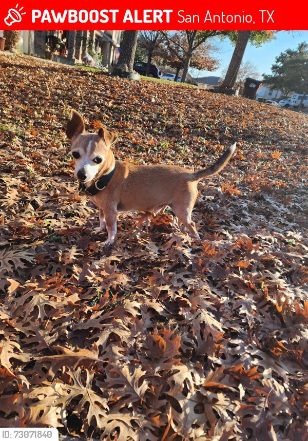 Lost Male Dog last seen Big Wolf Market gas station, San Antonio, TX 78245